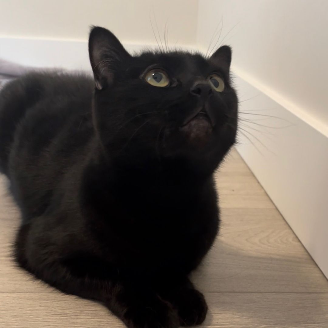 Raven the cat